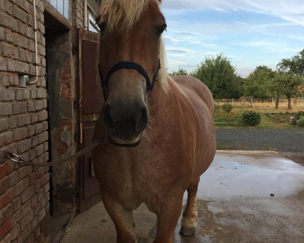 broodmare Eike (Rhenish-German Cold-Blood, 2009, from Enzo)