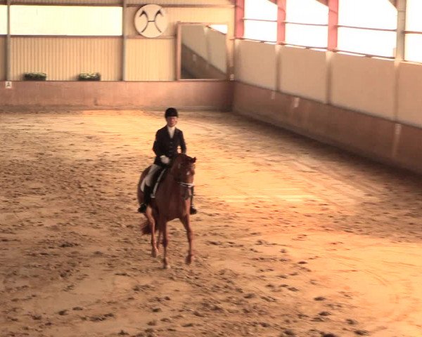 Reitturnier Lüdinghausen-Westrup 2016