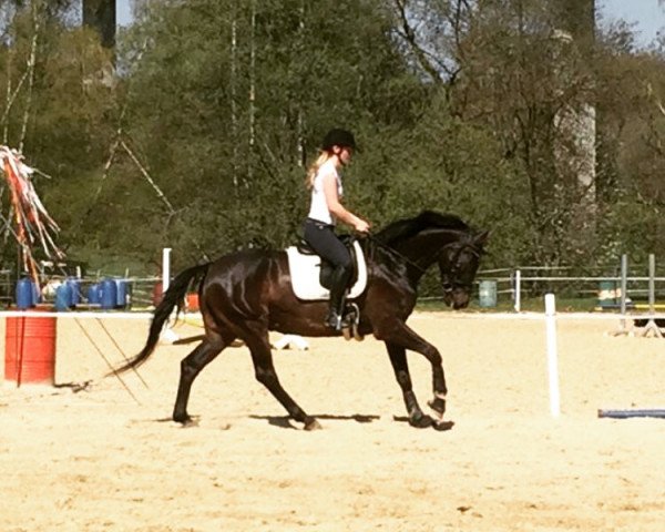 dressage horse Skyfall (KWPN (Royal Dutch Sporthorse), 2014, from All At Once)