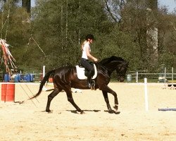 dressage horse Skyfall (KWPN (Royal Dutch Sporthorse), 2014, from All At Once)