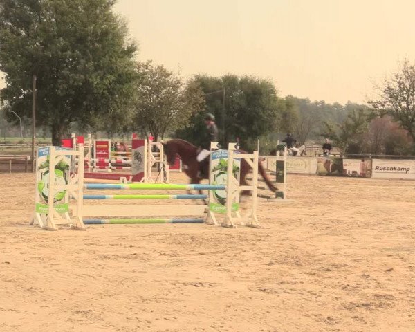 Reitturnier Lüdinghausen-Westrup 2016