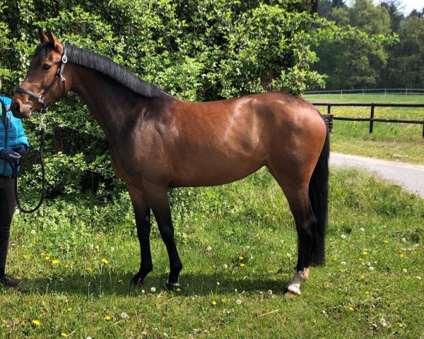 Pferd Casa Lady (Zangersheide Reitpferd, 2015, von Scuderia 1918 Casago)
