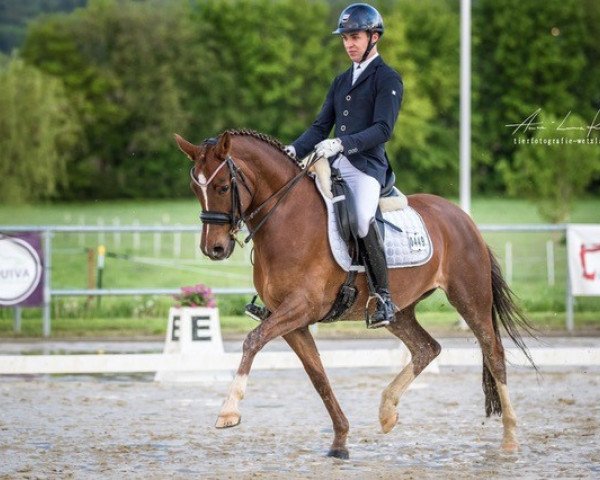 dressage horse Maxi L (German Riding Pony, 2011, from Top Carlos Cassini)