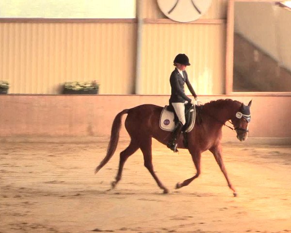 Reitturnier Lüdinghausen-Westrup 2016