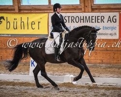 Dressurpferd Rubin XX CH (Schweizer Warmblut, 2002, von Rubicell)