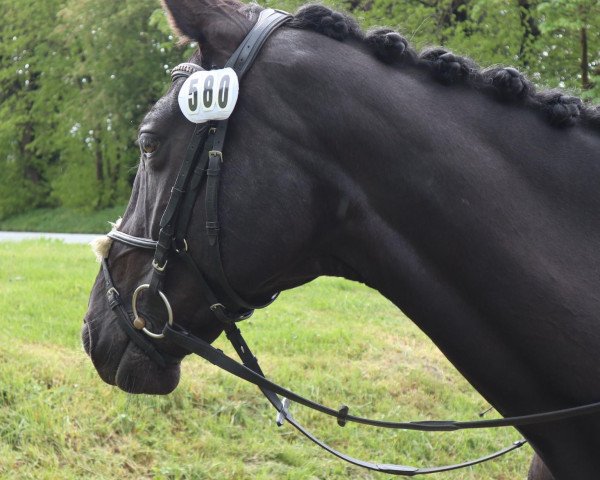 dressage horse Tyra 20 (Holsteiner, 2012, from Goldfever 3)