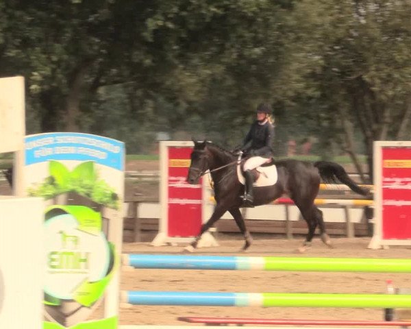 Reitturnier Lüdinghausen-Westrup 2016