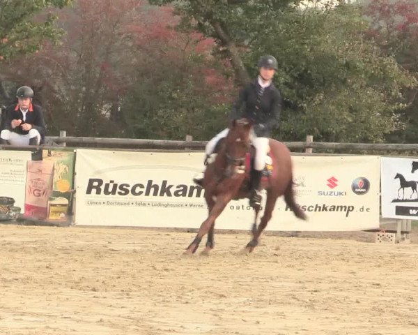 Reitturnier Lüdinghausen-Westrup 2016
