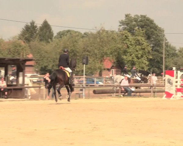 Reitturnier Lüdinghausen-Westrup 2016