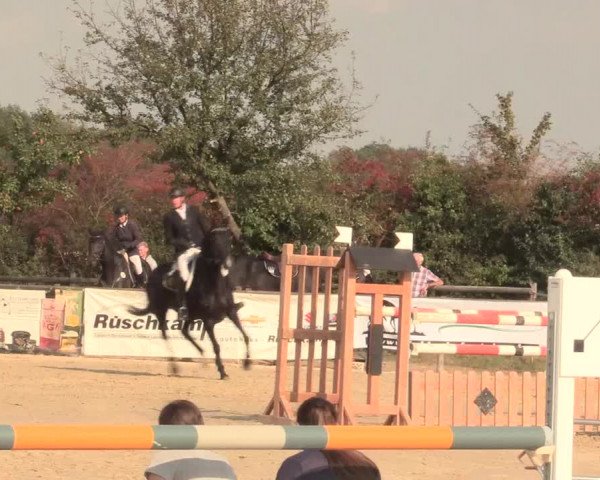 Reitturnier Lüdinghausen-Westrup 2016