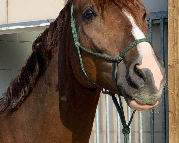 horse Byron Bay (Hanoverian, 2011, from Belissimo NRW)