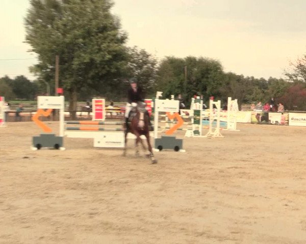 Reitturnier Lüdinghausen-Westrup 2016