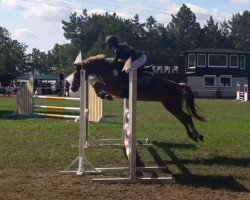 jumper Chatago (Welsh-Pony (Section B), 2010, from Chicago)
