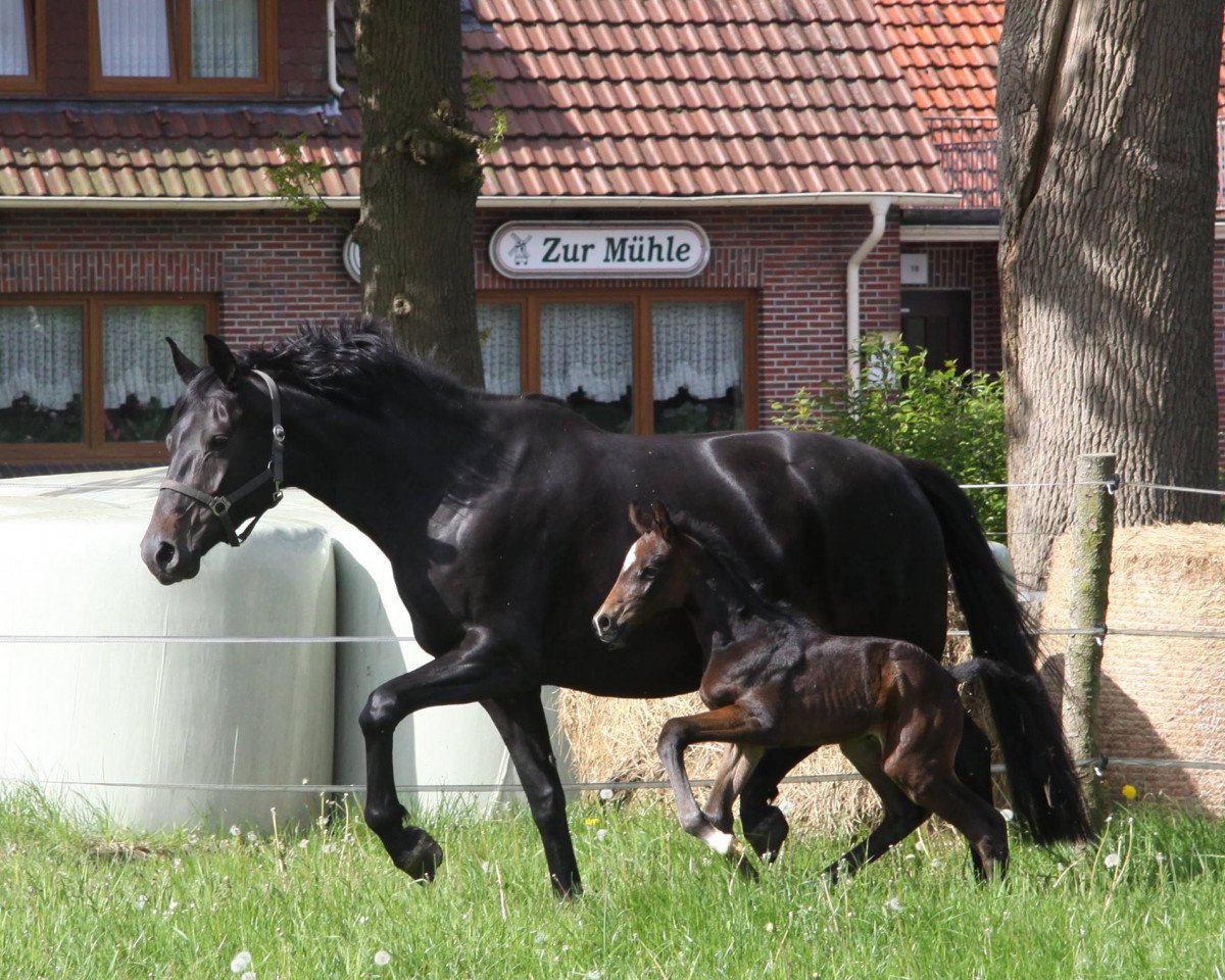 Zuchtstute Henriettenhof's Kelia (Oldenburger, 2010, von Sir Donnerhall I)