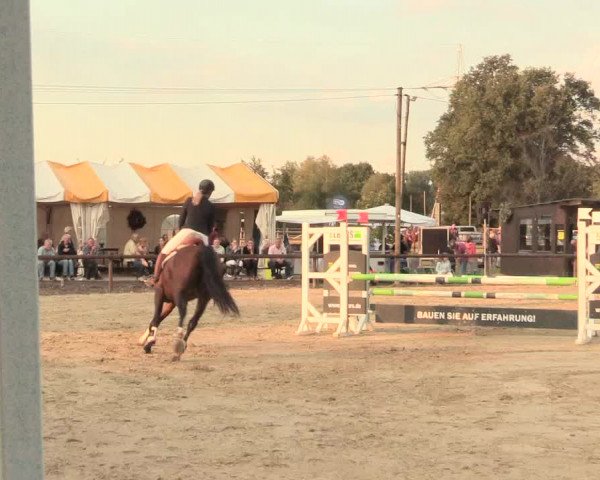 Reitturnier Lüdinghausen-Westrup 2016
