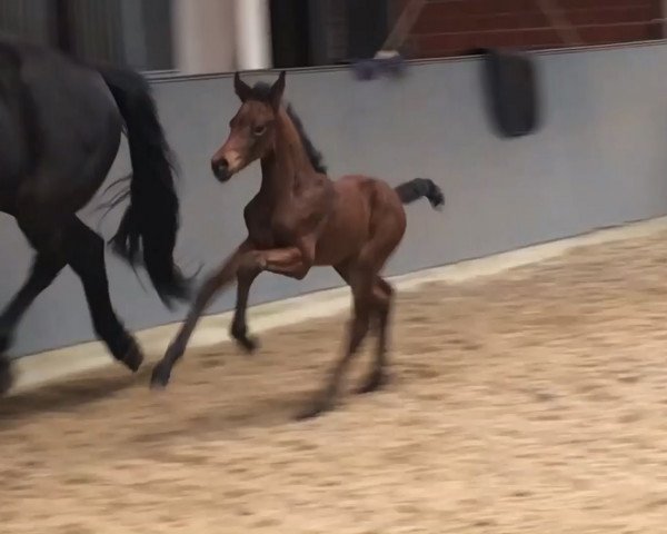 horse Katanga (Oldenburg, 2019, from Valverde NRW)