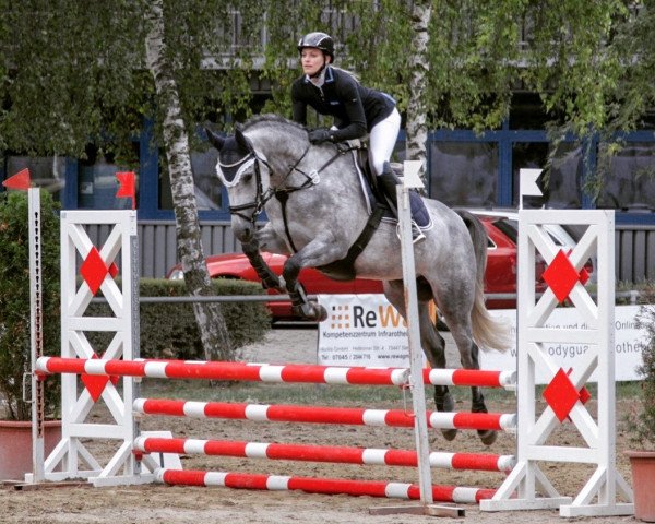 Springpferd Casablanca 131 (Hannoveraner, 2014, von Cassus 2)