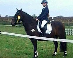 jumper Corado 92 (Pony without race description, 2004)