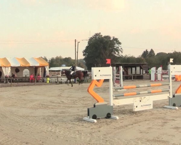 Reitturnier Lüdinghausen-Westrup 2016