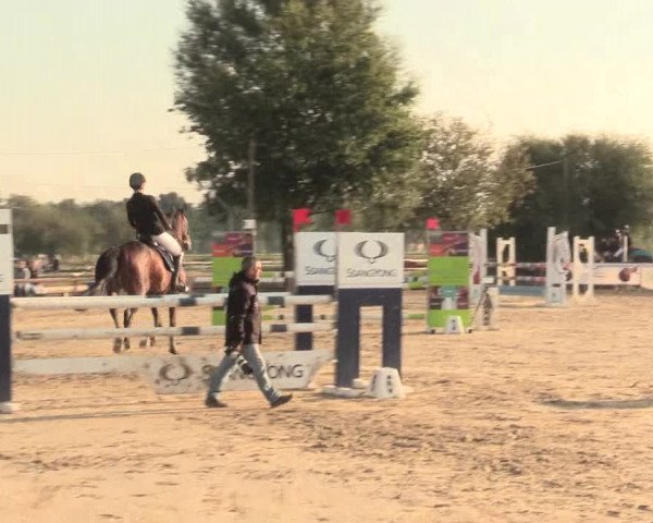 Reitturnier Lüdinghausen-Westrup 2016