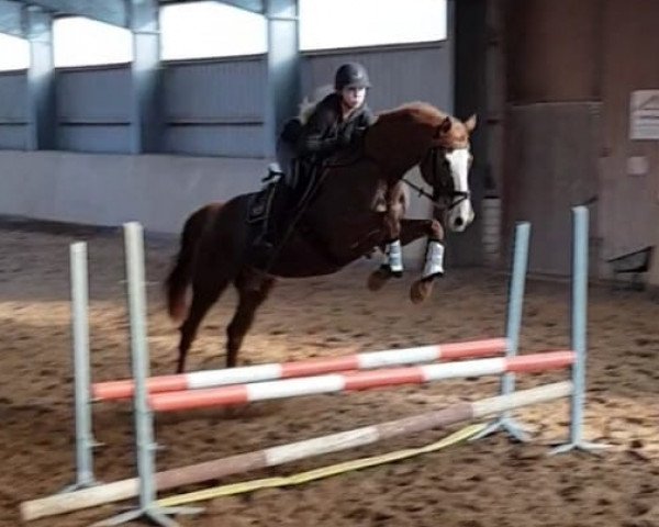 jumper Stromboli 26 (German Sport Horse, 2006, from Standing Ovation)