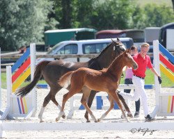 Dressurpferd Herz über Kopf (Deutsches Reitpony, 2019, von Herzkönig NRW)