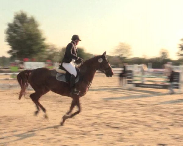 Reitturnier Lüdinghausen-Westrup 2016