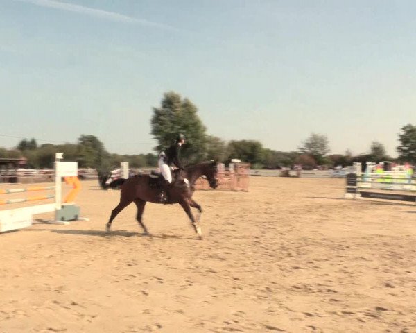 Reitturnier Lüdinghausen-Westrup 2016