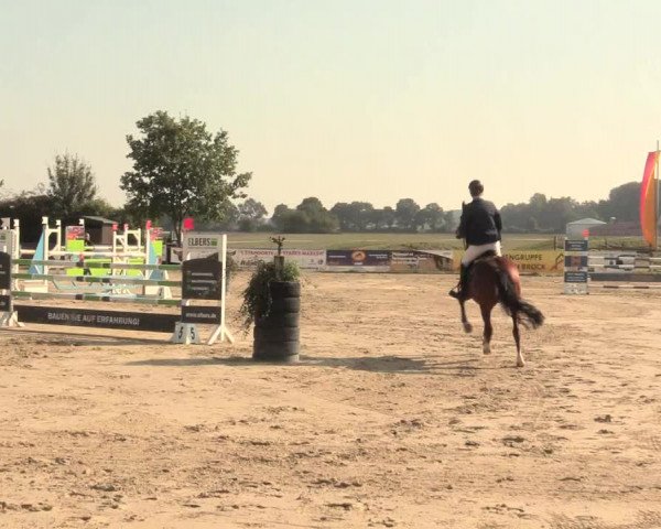 Reitturnier Lüdinghausen-Westrup 2016