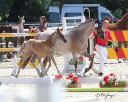 Pferd Chaos Queen MR (Deutsches Reitpony, 2019, von DSP Cosmo Royale)