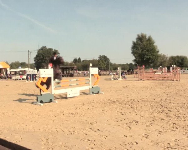 Reitturnier Lüdinghausen-Westrup 2016