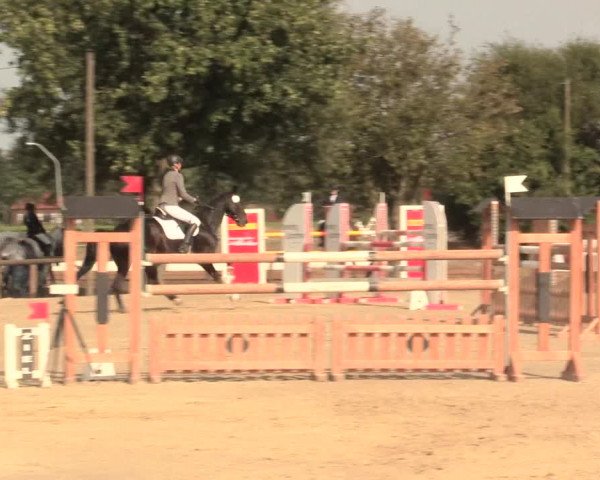 Reitturnier Lüdinghausen-Westrup 2016