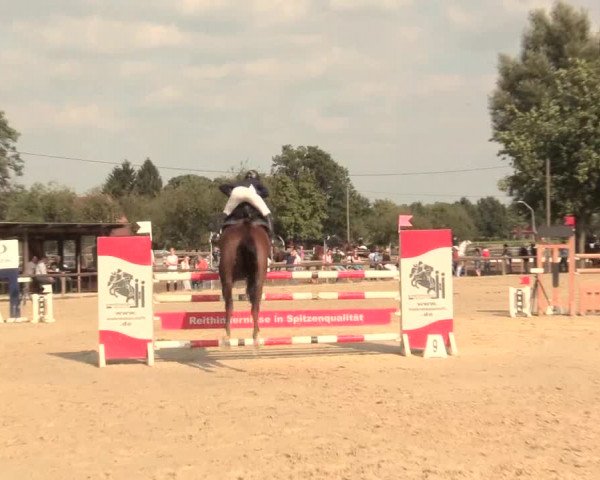 Reitturnier Lüdinghausen-Westrup 2016