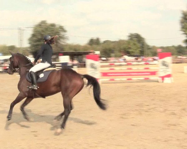 Reitturnier Lüdinghausen-Westrup 2016