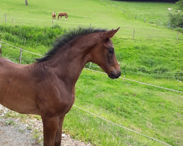 Pferd Dynamite Girl (Westfale, 2019, von Blue Hors Dreamline)