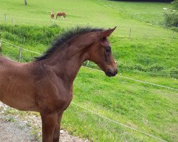 Pferd Dynamite Girl (Westfale, 2019, von Blue Hors Dreamline)