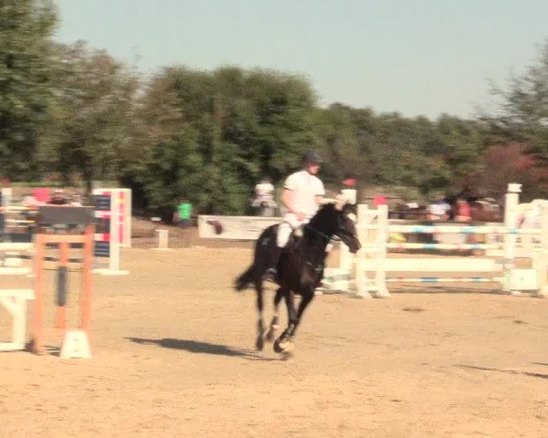 Reitturnier Lüdinghausen-Westrup 2016