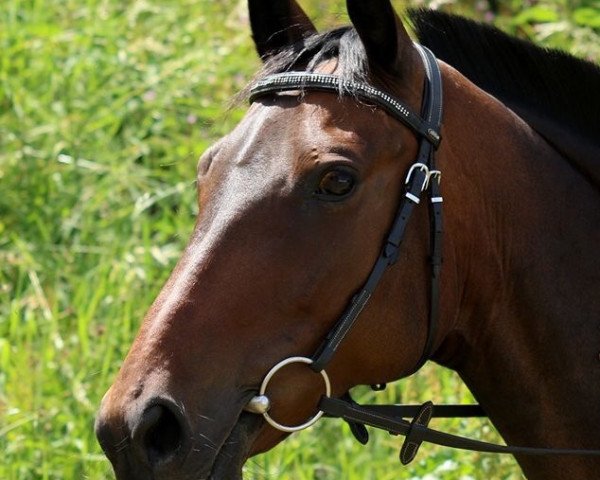 broodmare Miami 33 (German Sport Horse, 2008, from Ituango xx) broodmare Miami 33 (German Sport Horse, 2008, from Ituango xx)