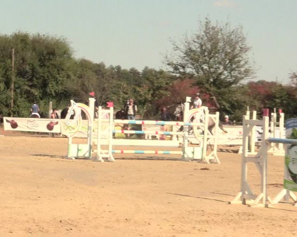 Reitturnier Lüdinghausen-Westrup 2016