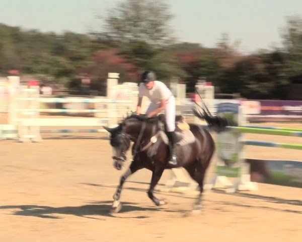 Reitturnier Lüdinghausen-Westrup 2016