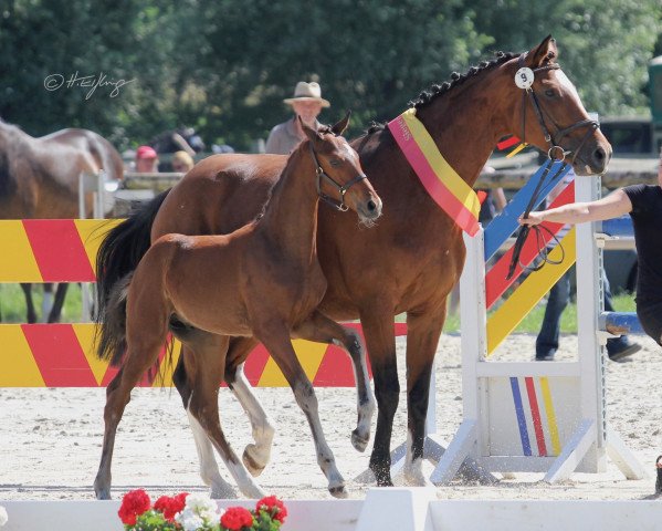 stallion Boccacio (Westphalian, 2019, from Blue Hors Baron)