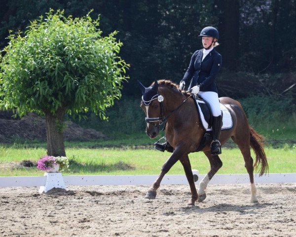 dressage horse Heartbreaker 64 (Welsh-Pony (Section B), 2006, from Halifax)