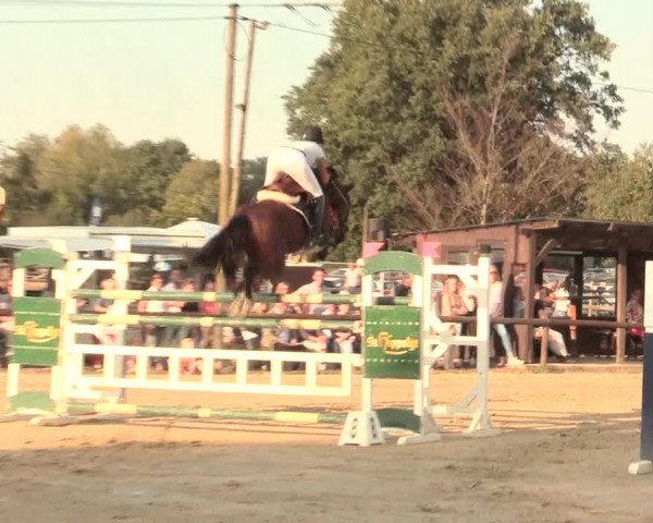 Reitturnier Lüdinghausen-Westrup 2016