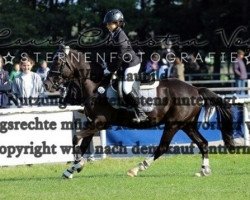 jumper Kamiro 15 (German Riding Pony, 2012, from Kwept)