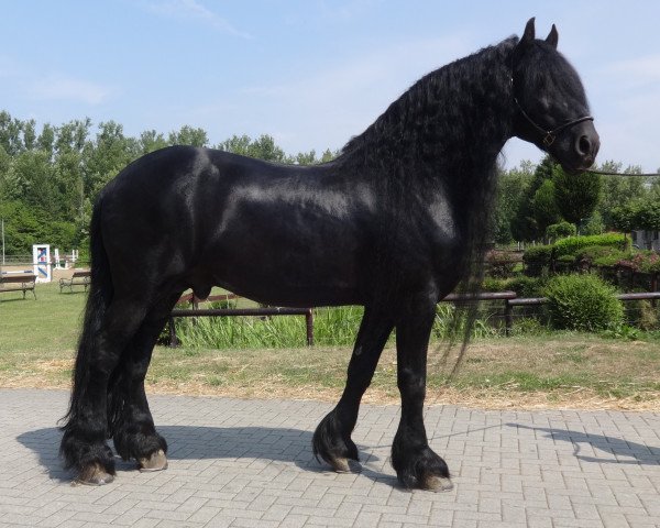 Pferd Auwert (Friese, 2000, von Jasper 336 P)
