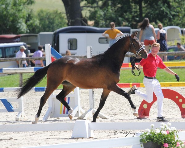 broodmare Disney M 3 (German Riding Pony, 2016, from Dark Dornik)