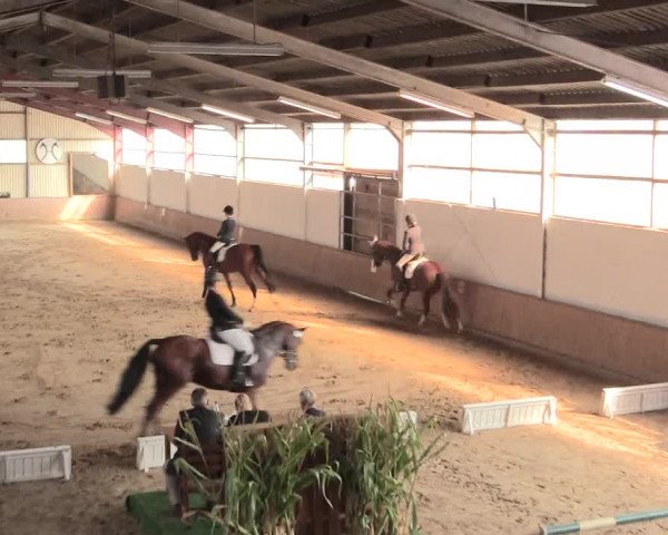 Reitturnier Lüdinghausen-Westrup 2016