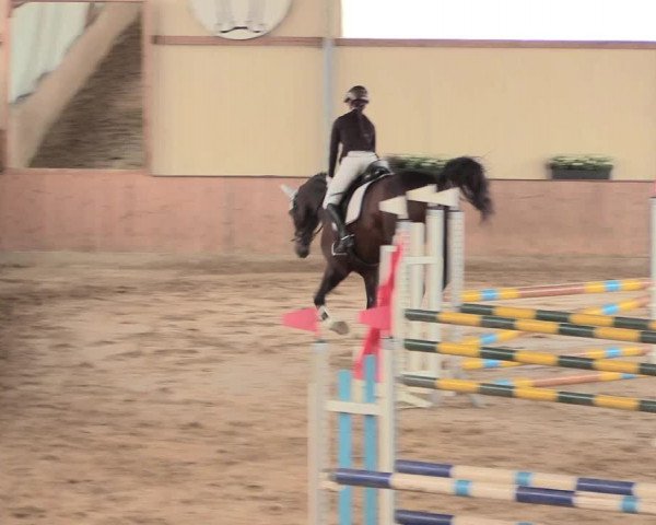 Reitturnier Lüdinghausen-Westrup 2016