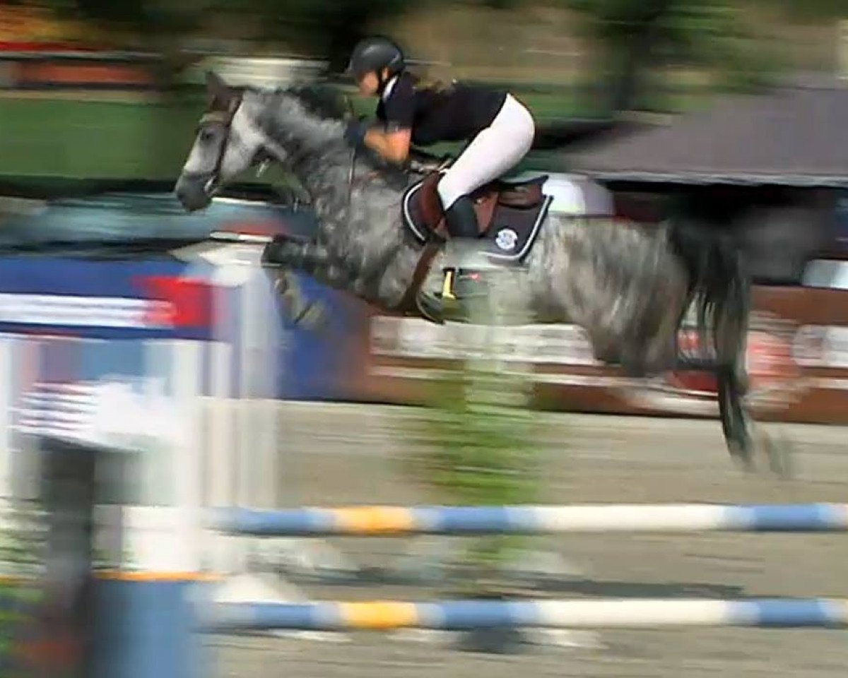 Cavallo da salto Calli vom Blechen-Carree (Holsteiner, 2009, di Calido I)