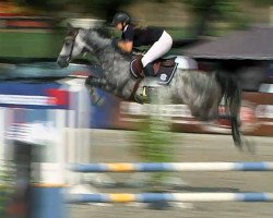 jumper Calli vom Blechen-Carree (Holsteiner, 2009, from Calido I)